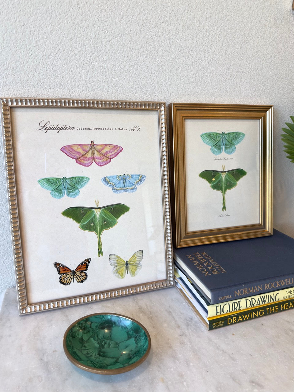 Butterfly + Moth Taxonomy #2 Print