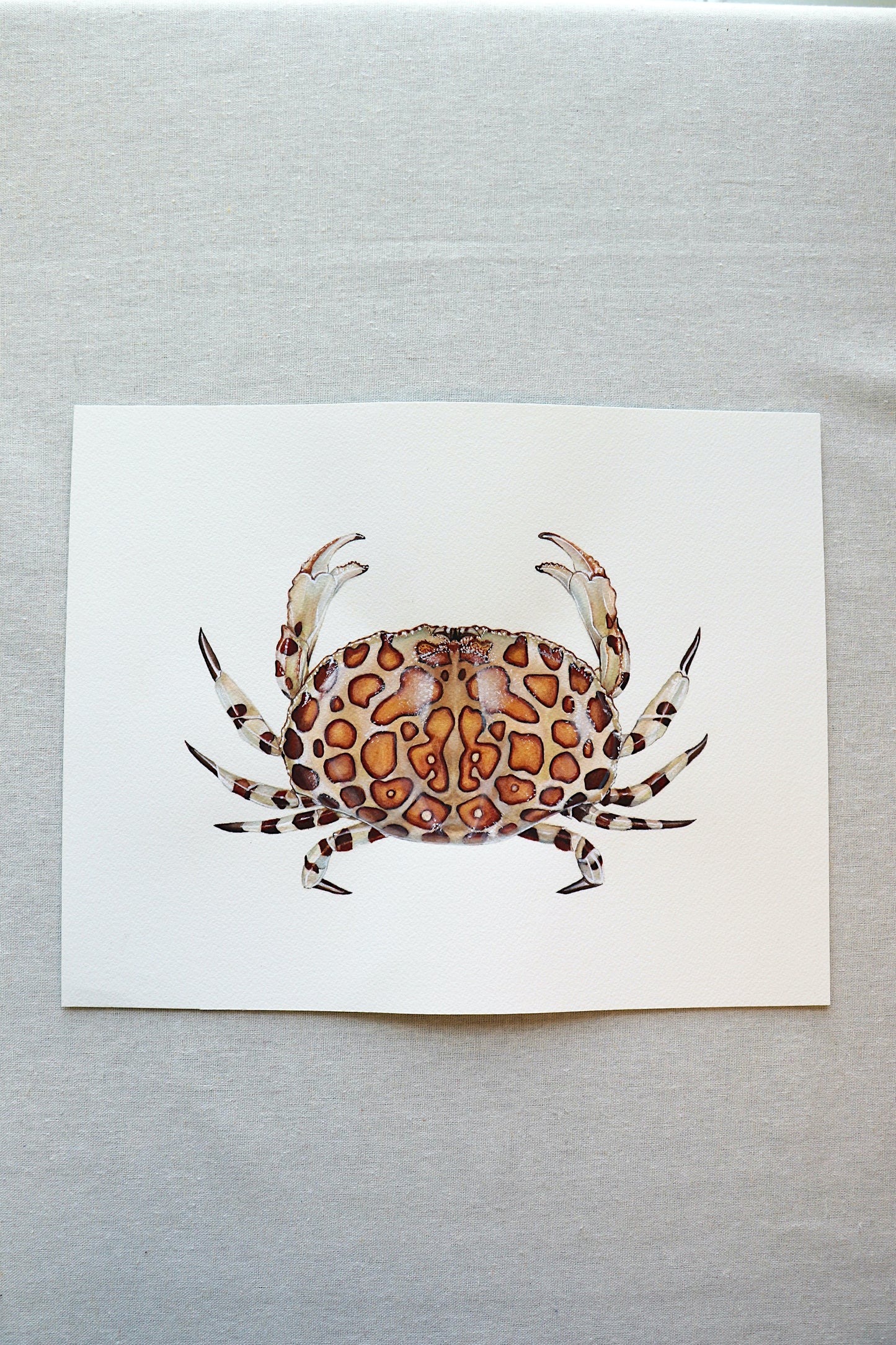 Calico Box Crab | Original Painting