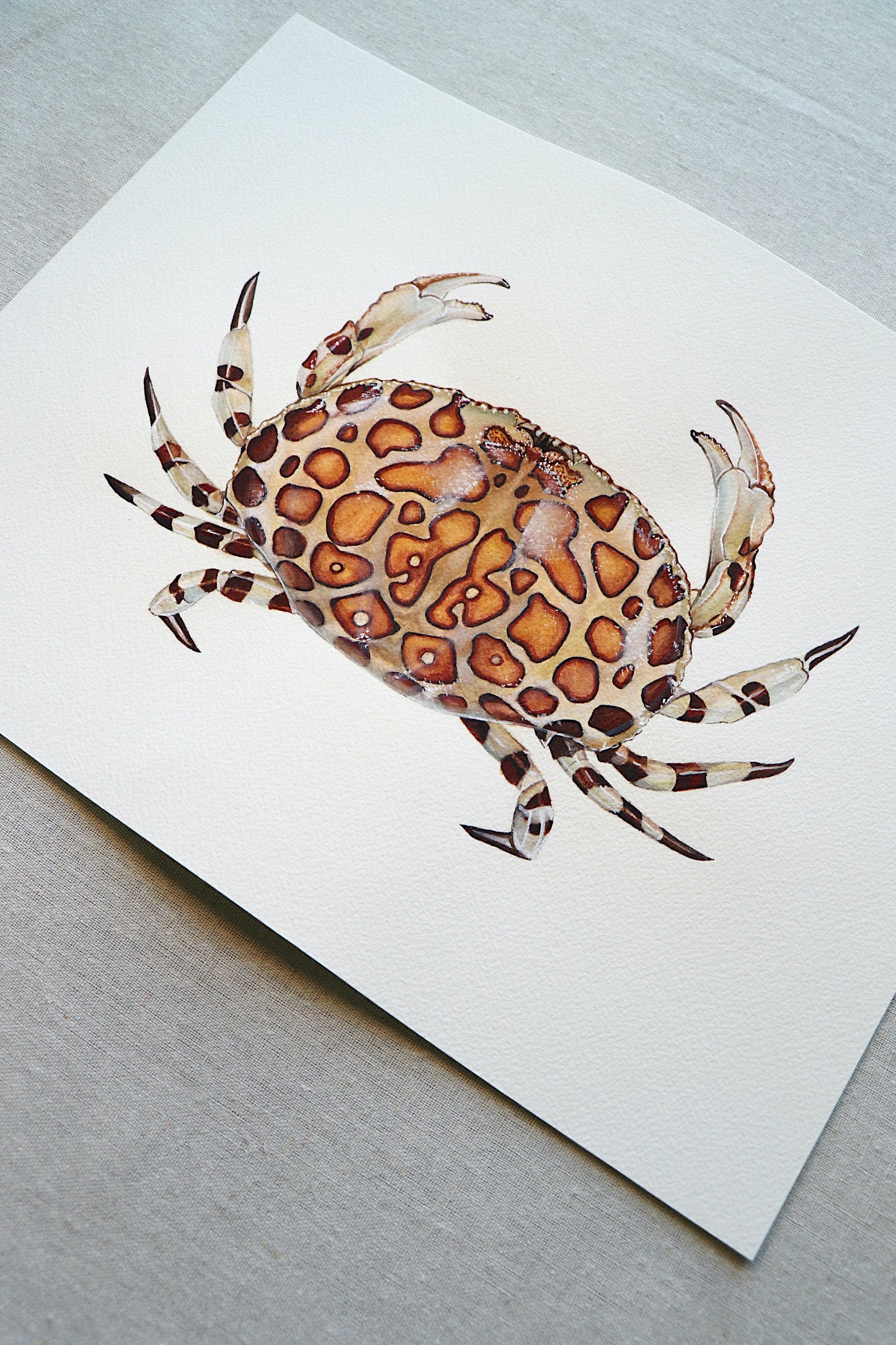 Calico Box Crab | Original Painting