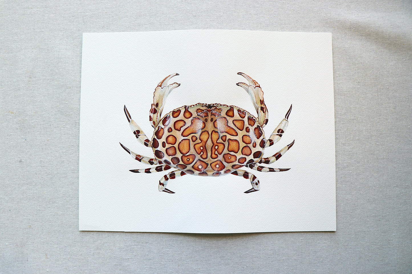 Calico Box Crab | Original Painting
