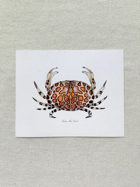 Calico Box Crab Print