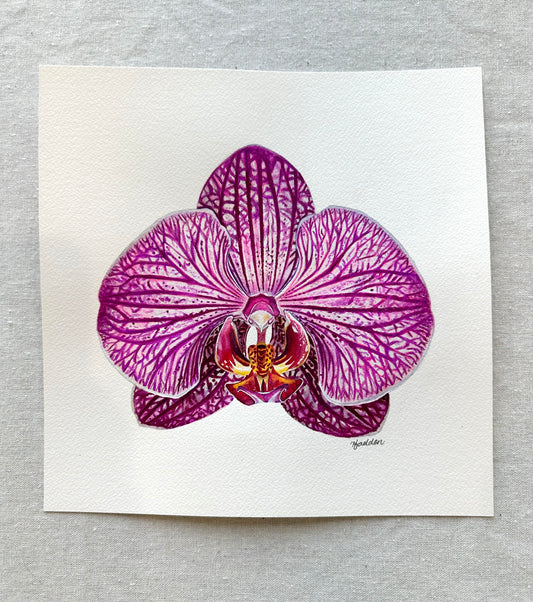Original Charming Rainbow Orchid