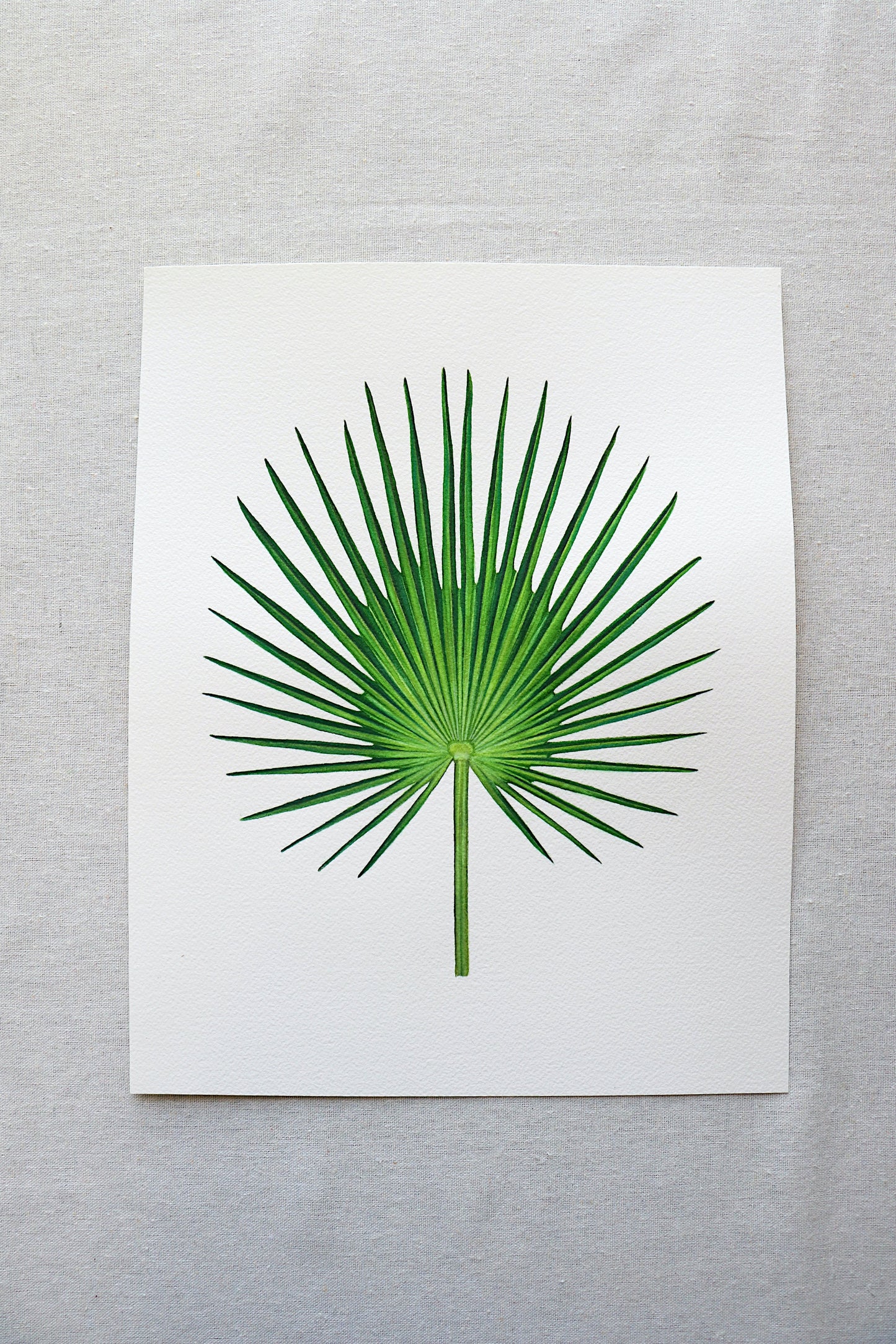 Fan Palm | Original Painting