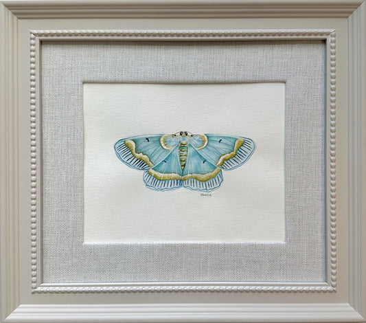 Framed Blue Moth | Original Painting