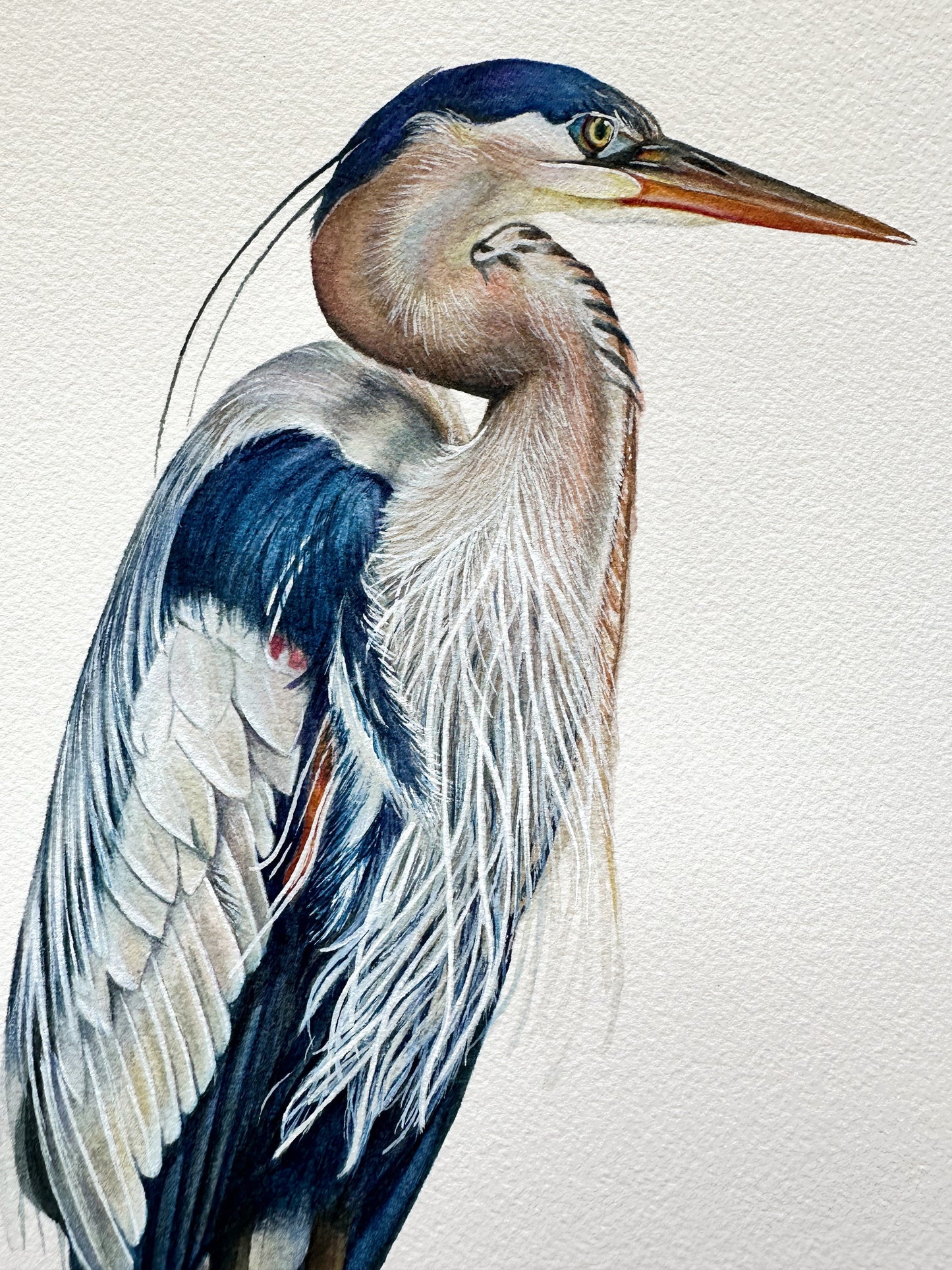 Great Blue Heron | Original Painting
