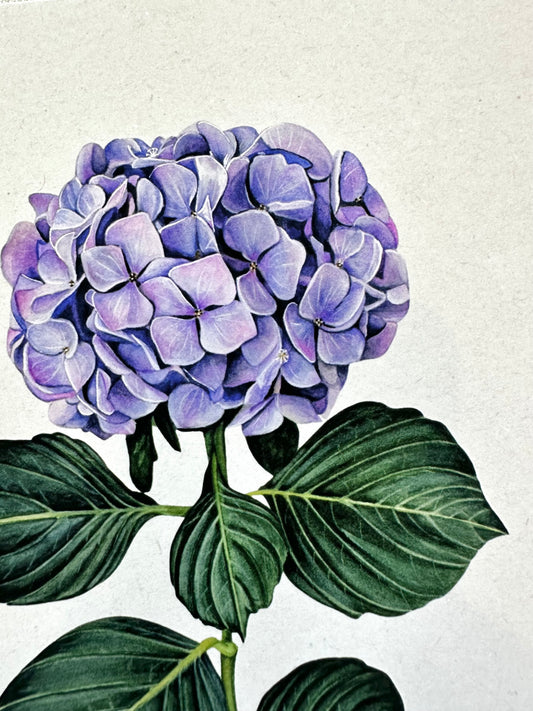 Hydrangea Print