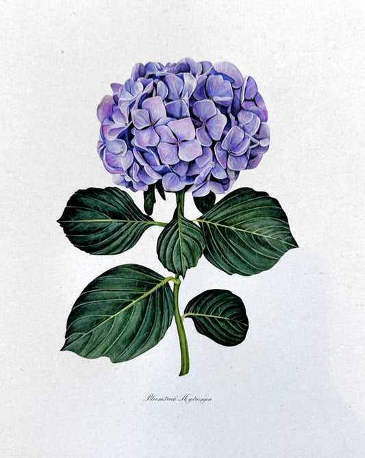 Hydrangea Print