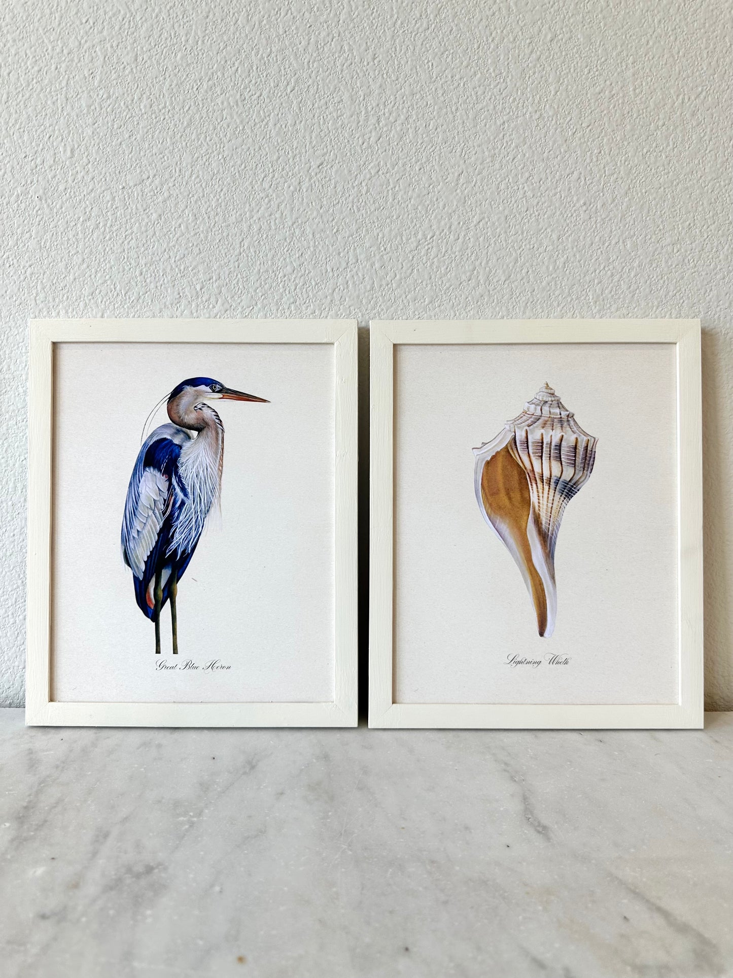 Lightning Whelk Shell Print - Texas State Shell