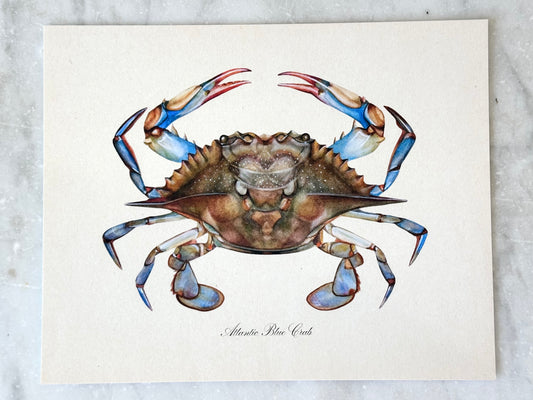 Blue Crab Print
