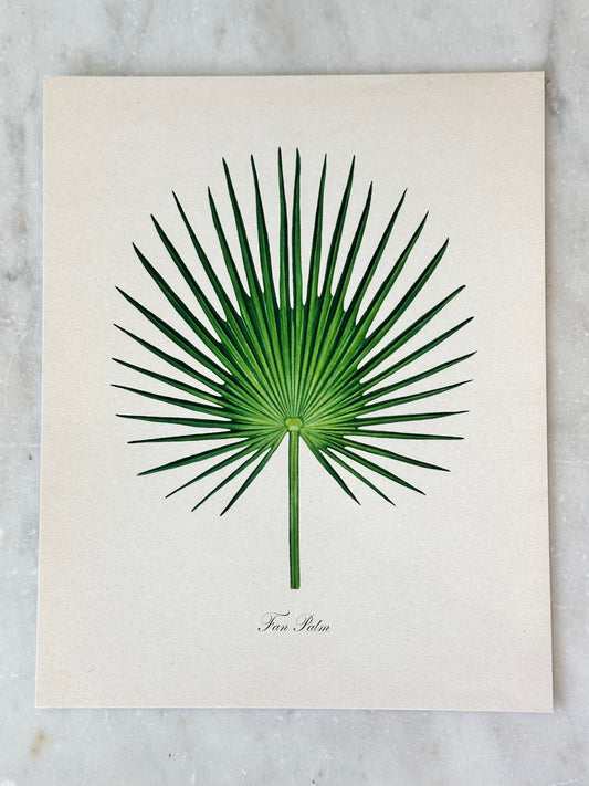 Fan Palm Print