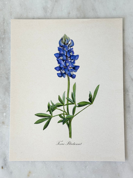 Texas Bluebonnet Vintage Print