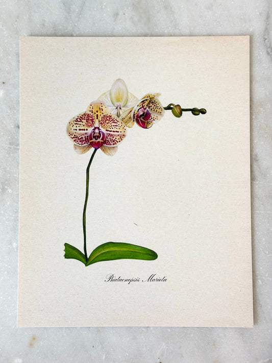 Orchid Plant Print