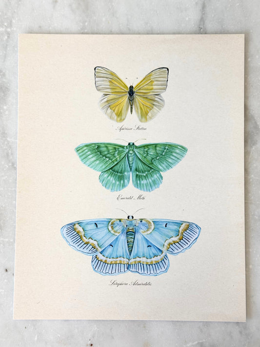 Butterfly Trio #1 Print