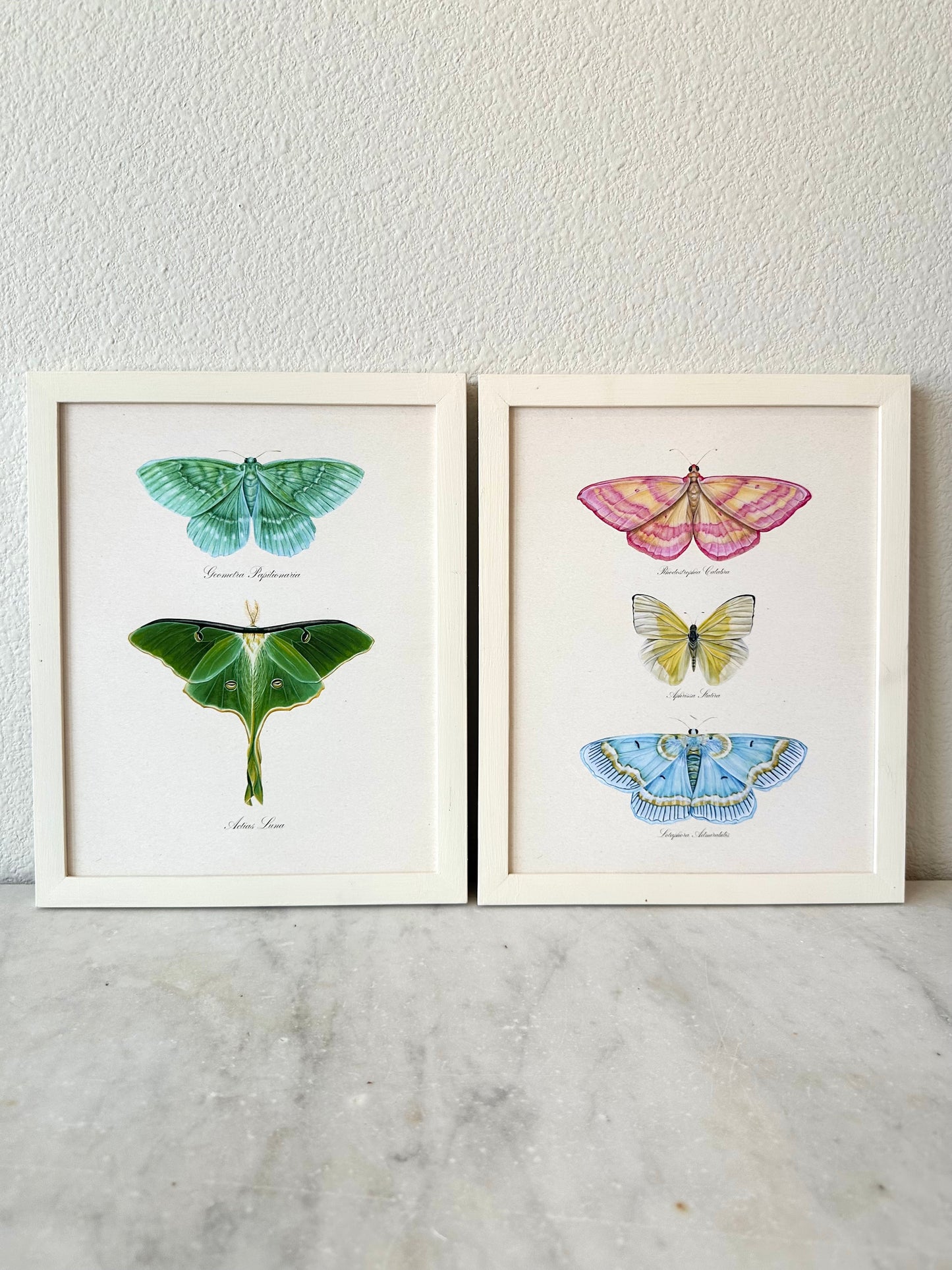 Butterfly Trio #2 Print