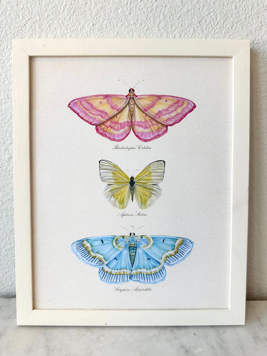 Butterfly Trio #2 Print