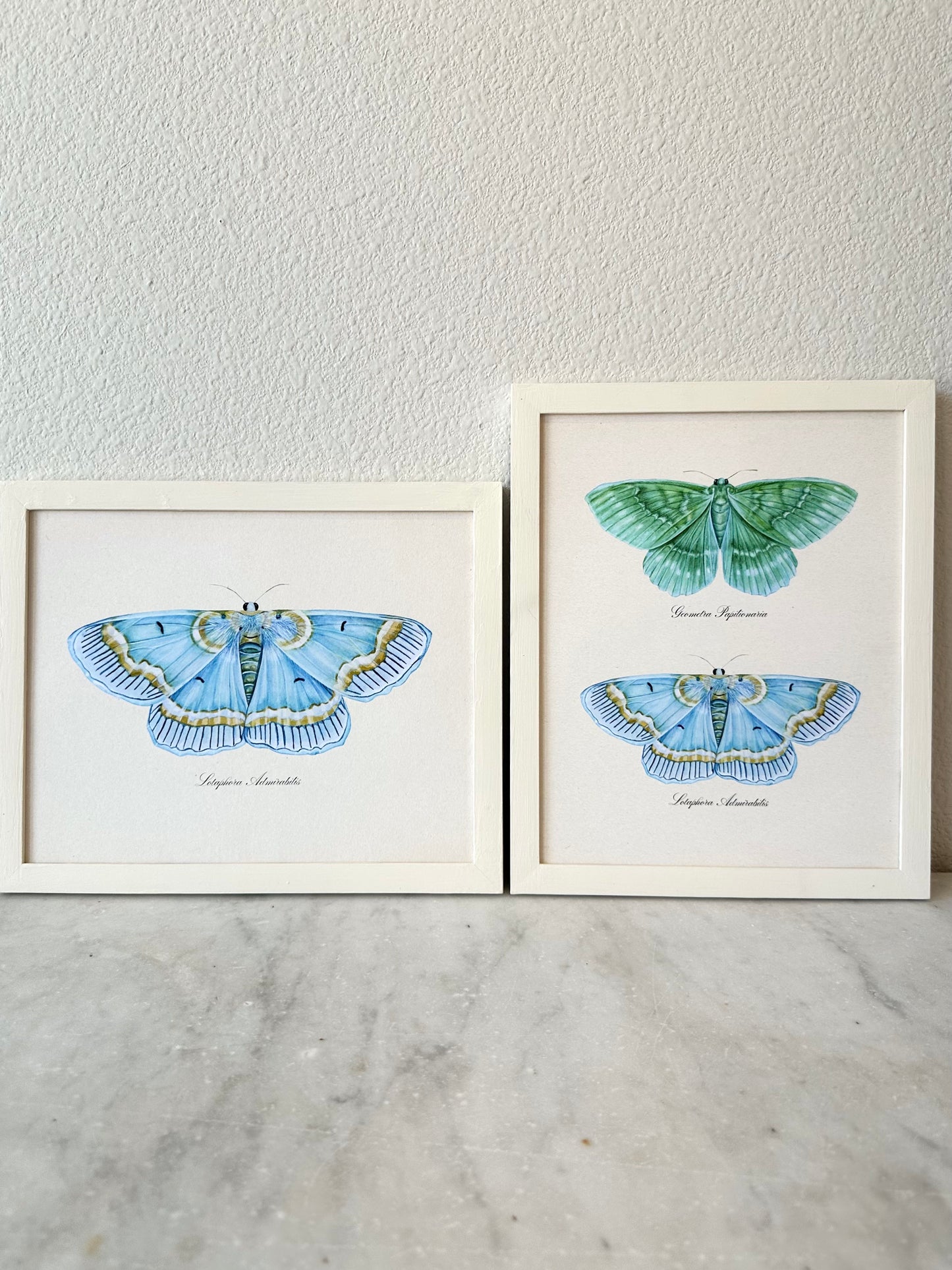 Blue Moth Print