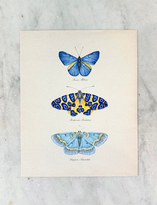 Butterfly Trio #3