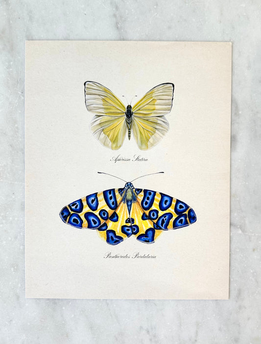 Yellow Butterfly + Blue Spotted Moth Print