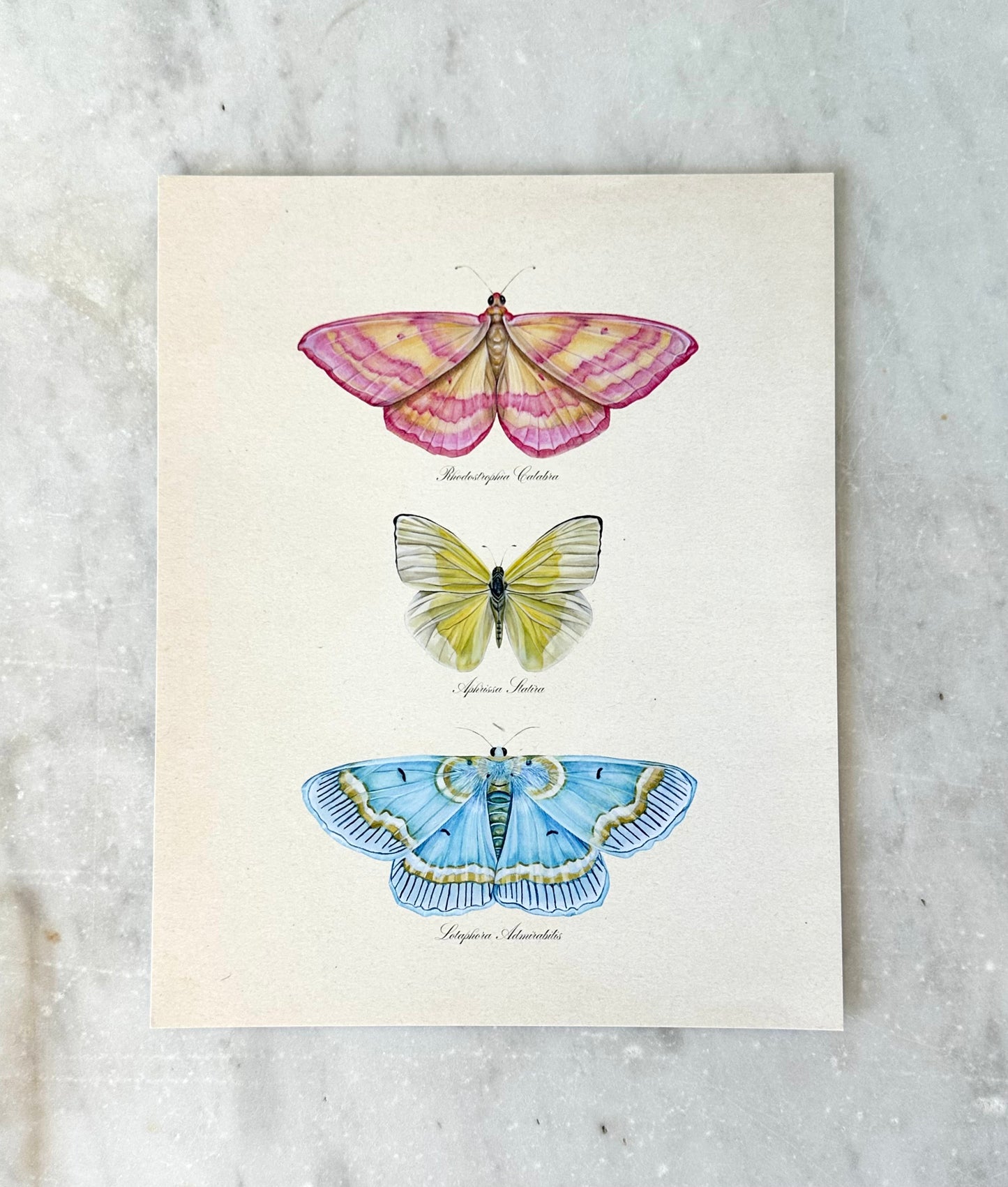 Butterfly Trio #2 Print