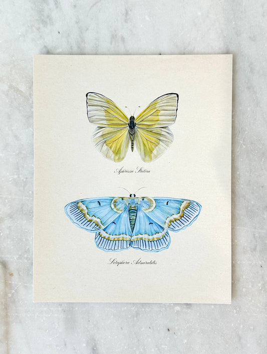 Yellow Butterfly + Blue Moth Print