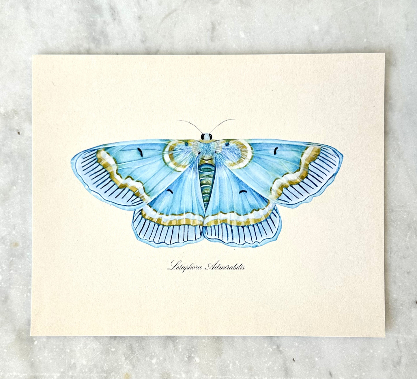 Blue Moth Print