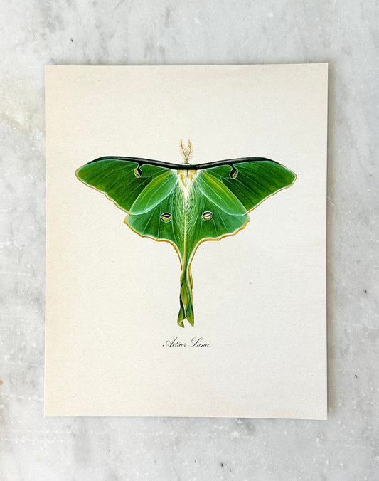 Luna Moth Print