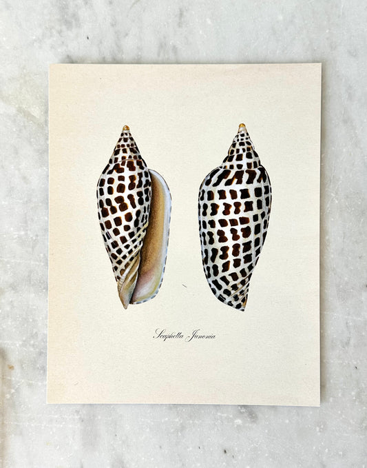 Junonia Shell Print