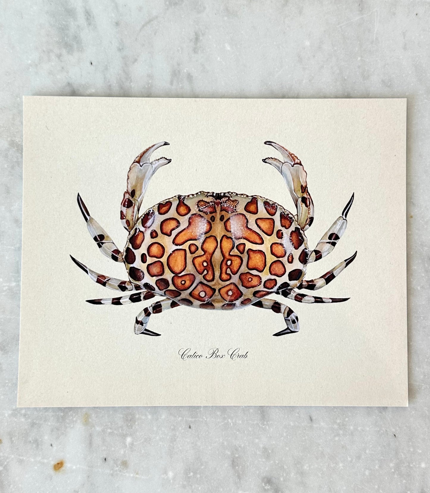 Calico Crab Print