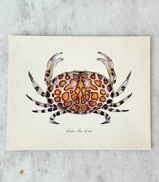 Calico Crab Print