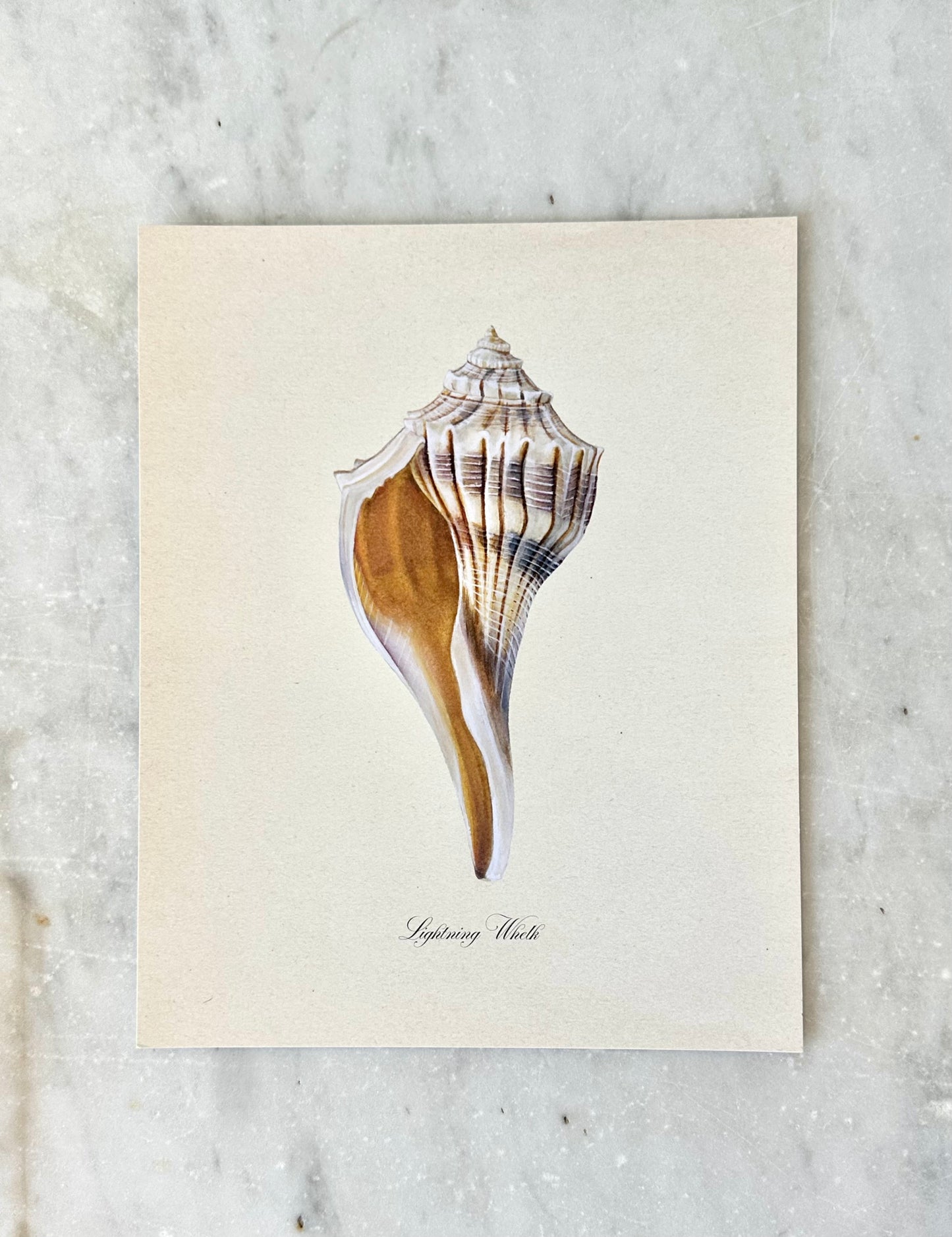 Lightning Whelk Shell Print - Texas State Shell