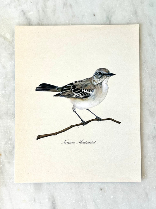 Mockingbird Print - Texas State Bird