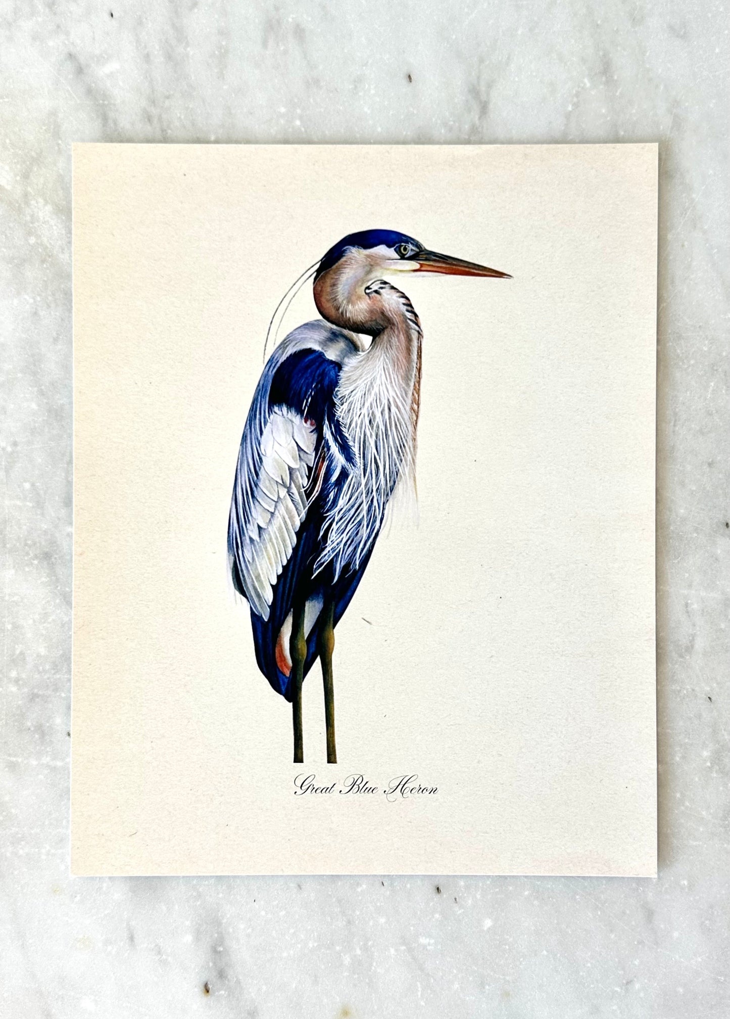 Great Blue Heron Print