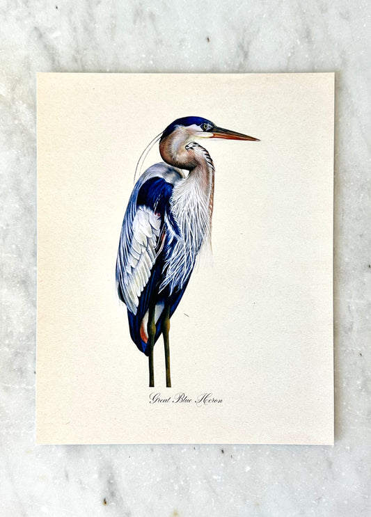 Great Blue Heron Print