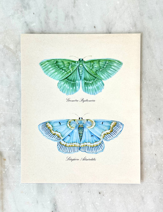 Emerald + Blue Moth Print