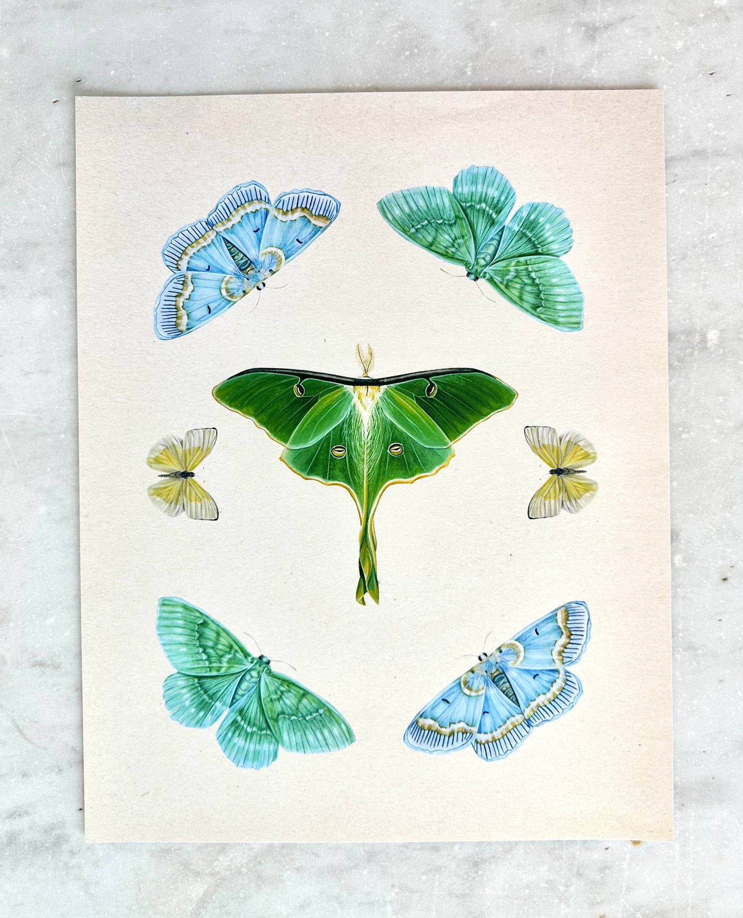Luna Moth Collage Print