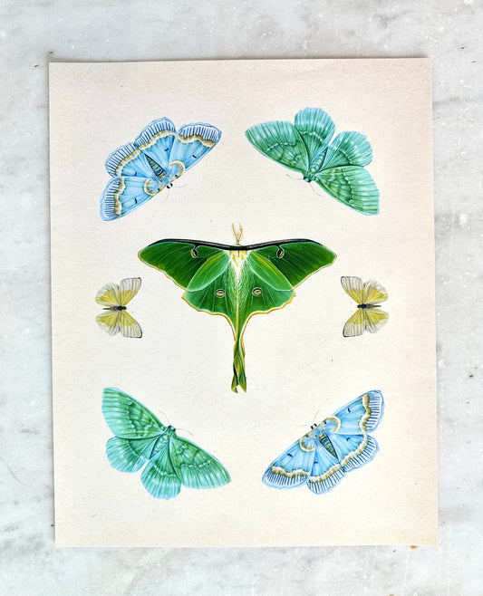 Luna Moth Collage Print