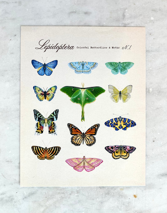 Butterfly + Moth Taxonomy Print