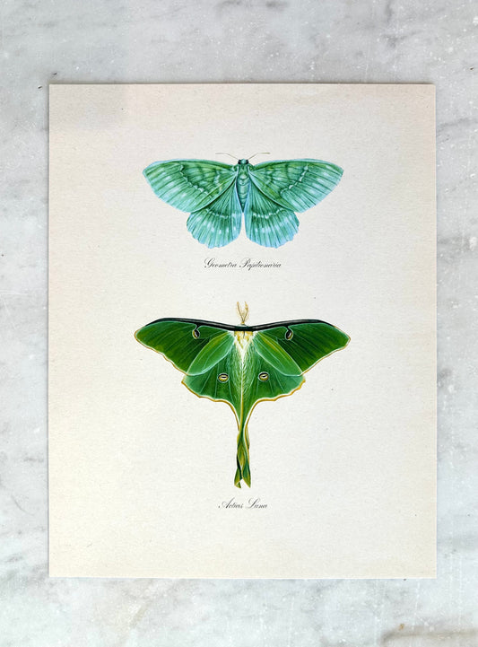 Emerald + Luna Moths Print