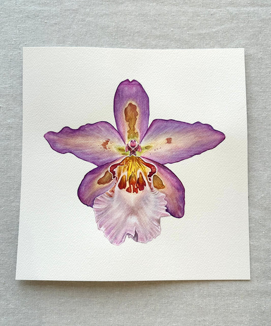 Original Hawaiian Nights Orchid