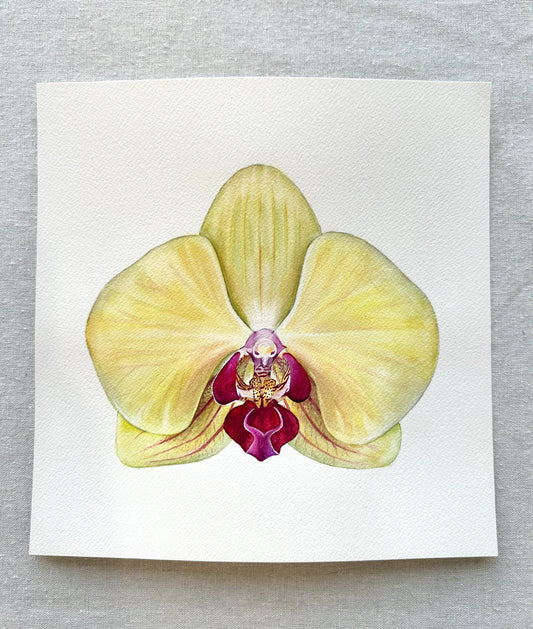 Original Fuller's Gold Princess Orchid