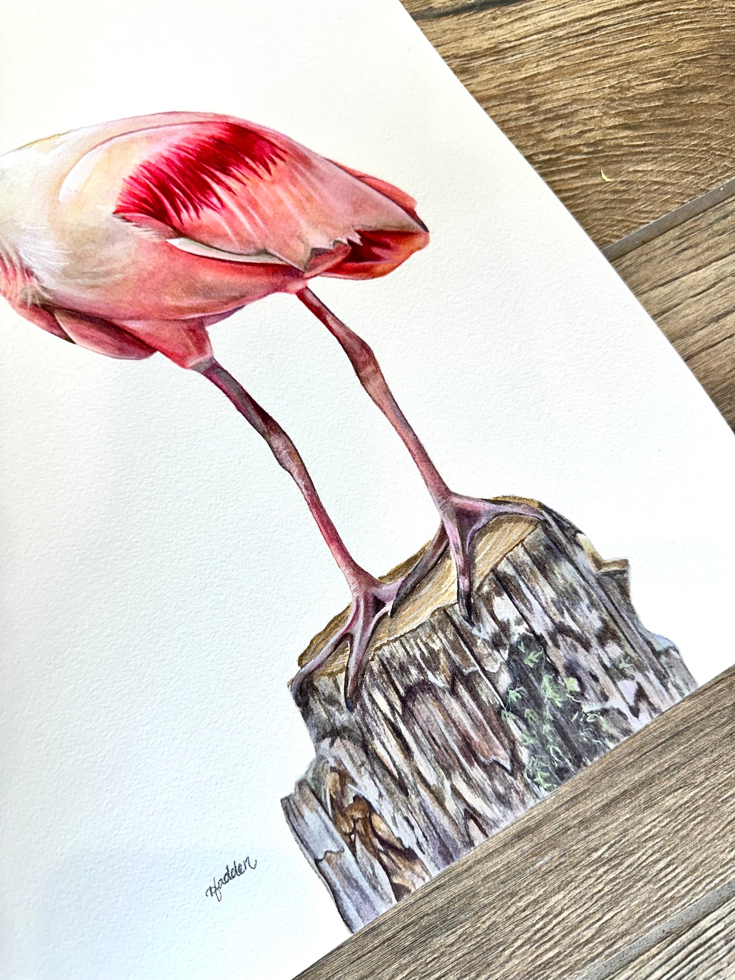 Original Roseate Spoonbill