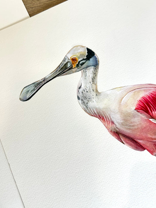 Original Roseate Spoonbill