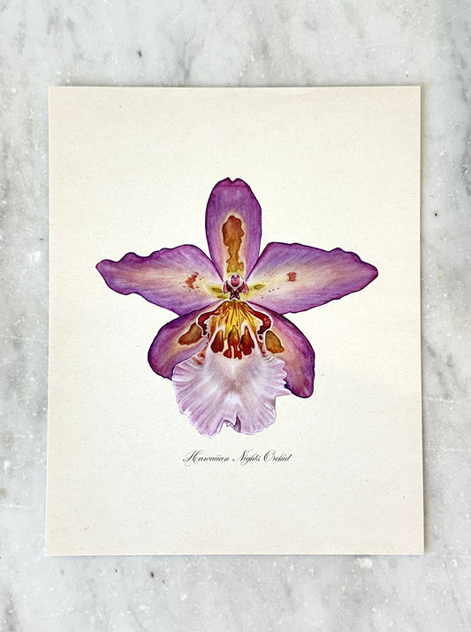Hawaiian Nights Orchid Print