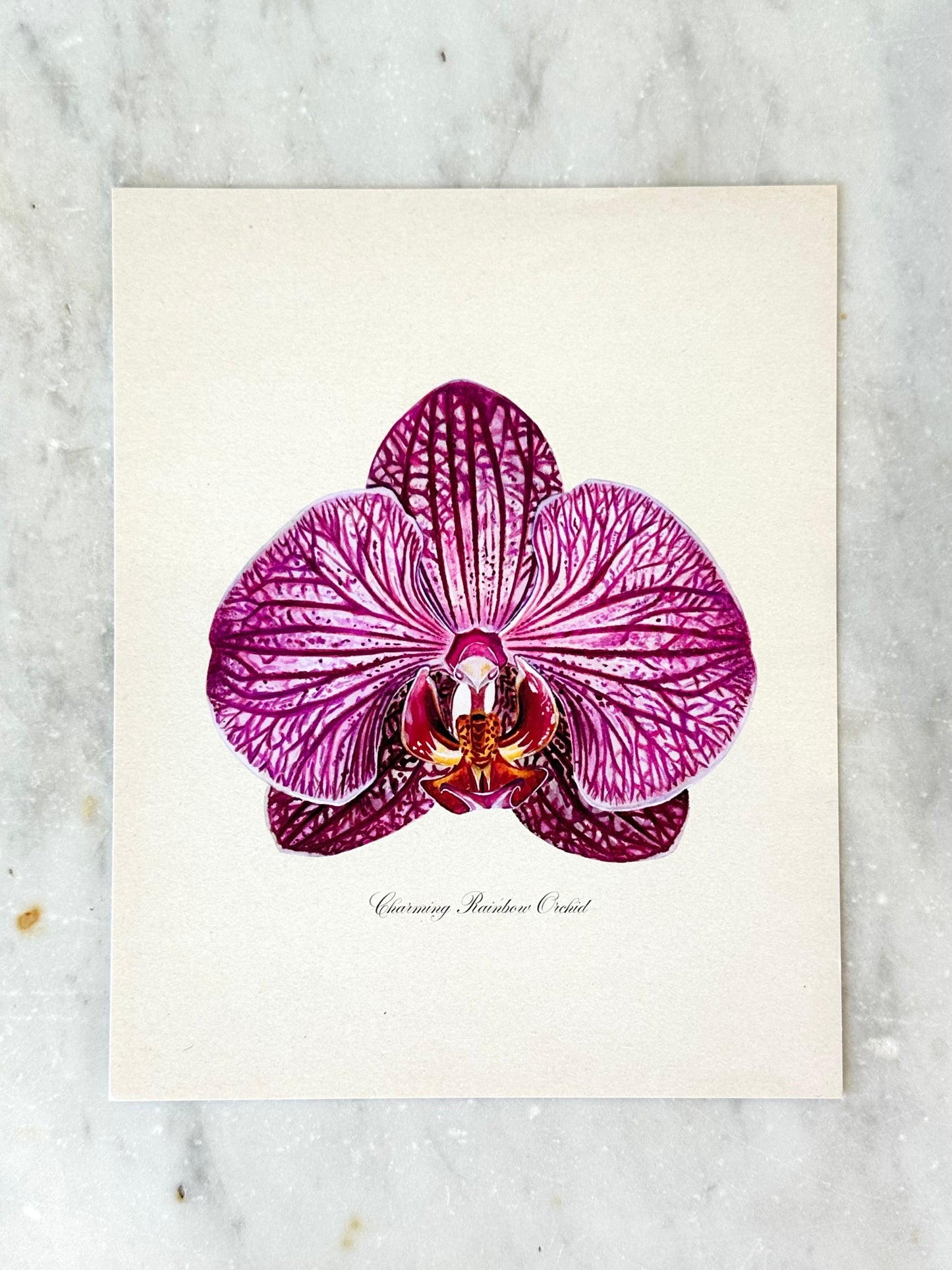 Charming Rainbow Orchid Print