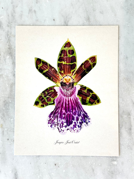 Jumpin Jack Orchid Print