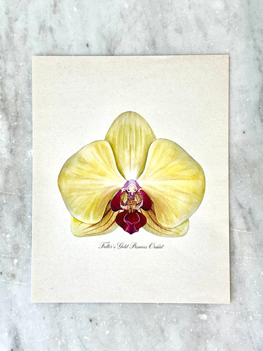 Fuller's Gold Princess Orchid Print