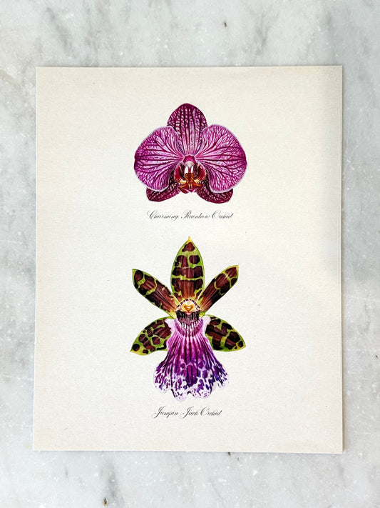 Purple Pair Orchids Print