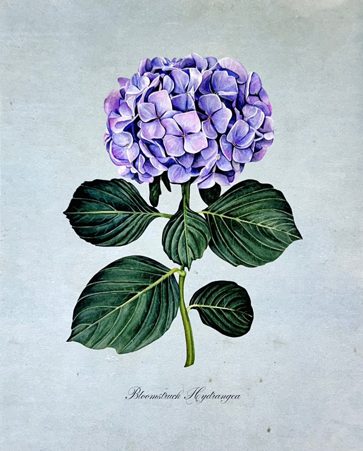 Hydrangea on Blue Print