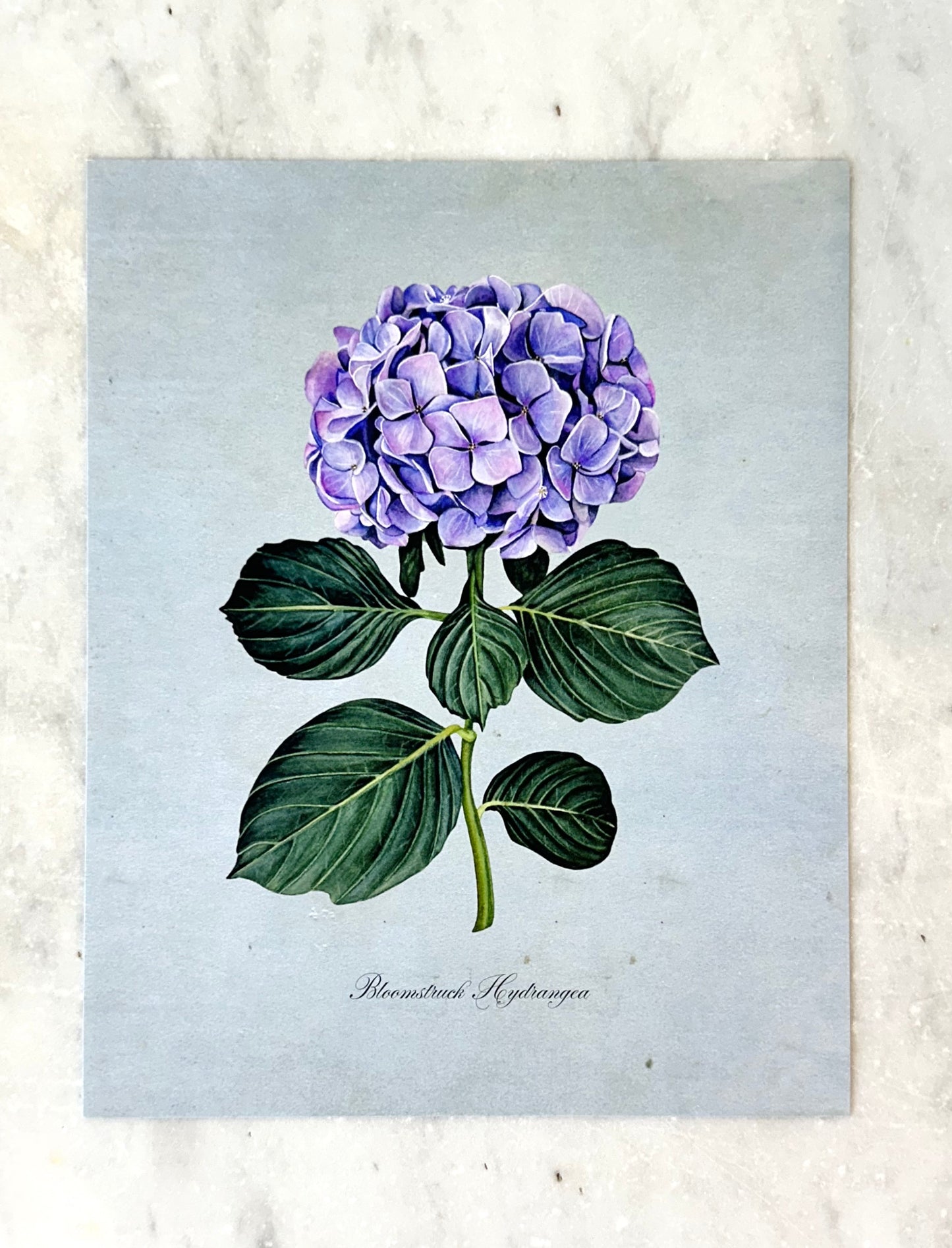 Hydrangea on Blue Print