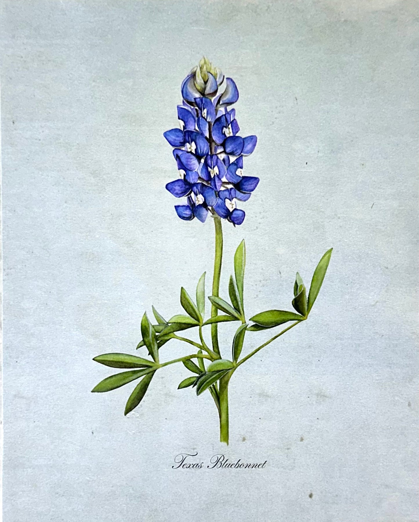 Texas Bluebonnet on Blue Print